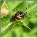 Deraeocoris ruber - Rote Weichwanze 03.jpg
